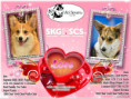 Chiots Welsh Corgi Pembroke 
